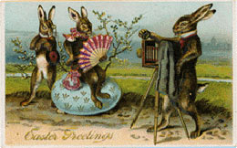 Rabbit photographer postcard